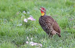 Yellow-necked Spurfowl